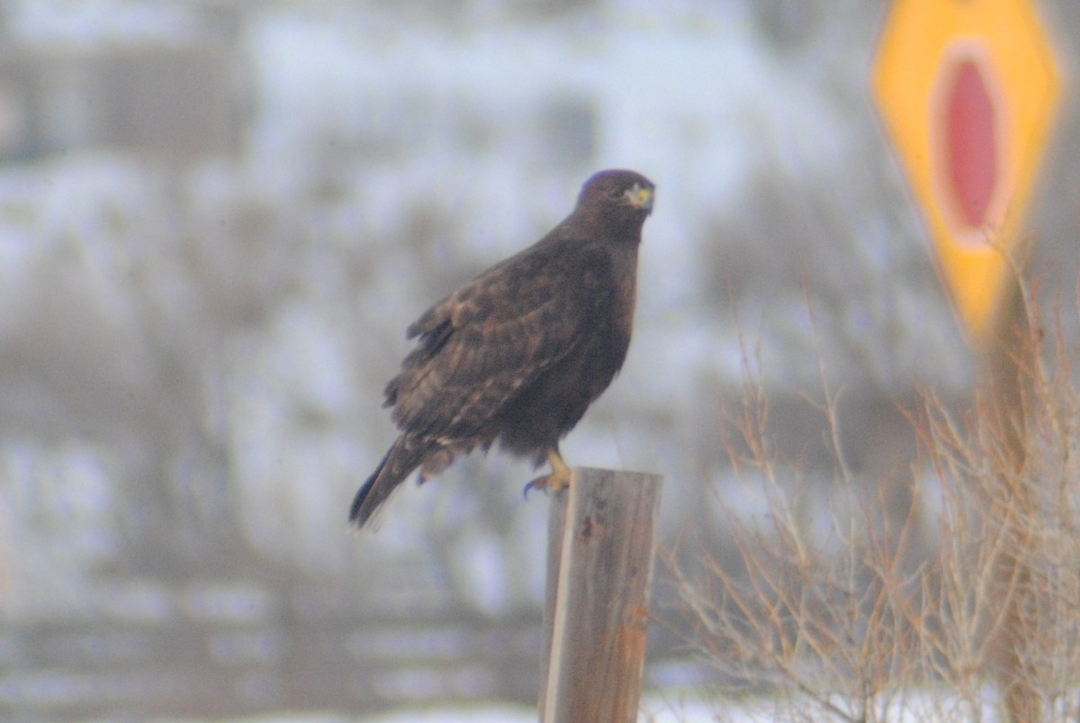 Red-tailed Hawk (calurus/alascensis) - Sean Cozart