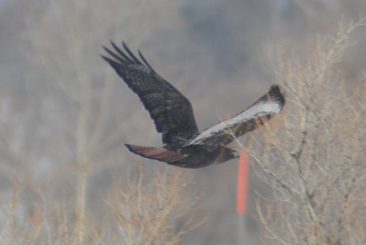 Red-tailed Hawk (calurus/alascensis) - Sean Cozart