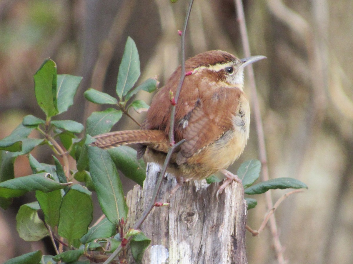 Carolina Wren - ML141549921