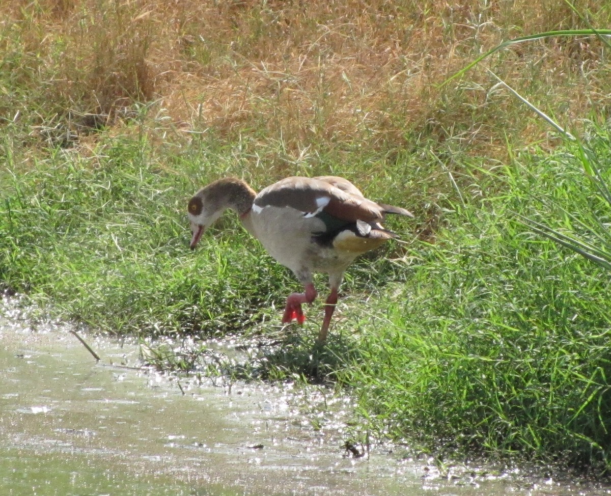 Egyptian Goose - ML141549961