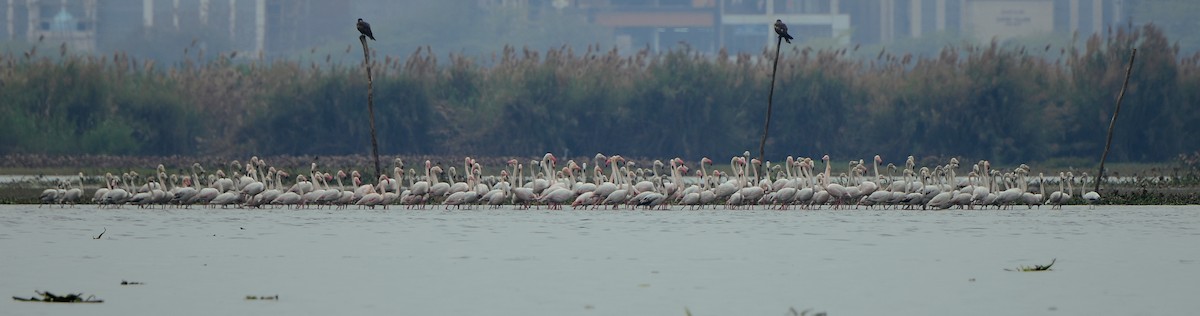 plameňák růžový - ML141549981