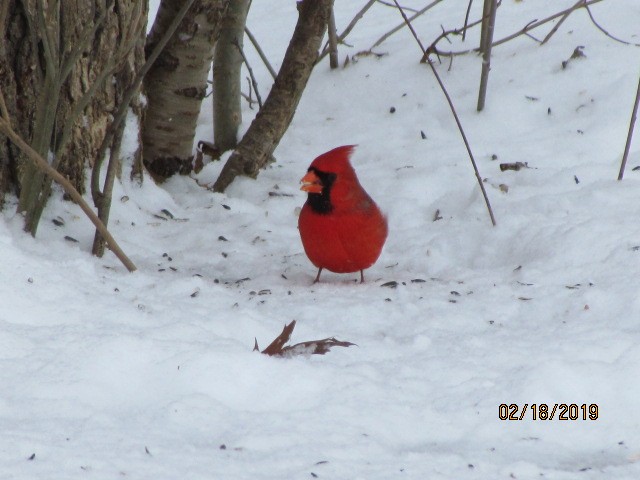 Cardinal rouge - ML141550041