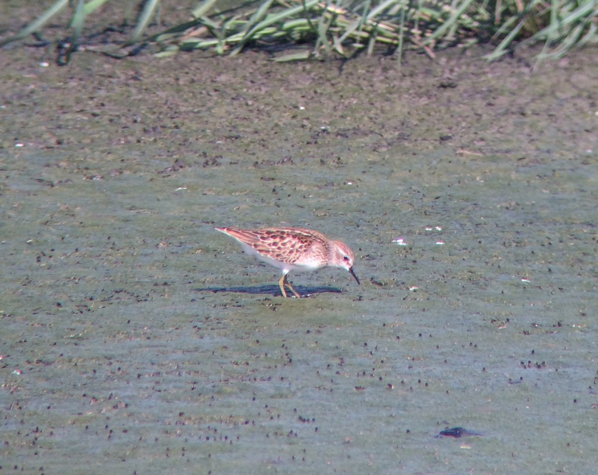 Least Sandpiper - ML141550191