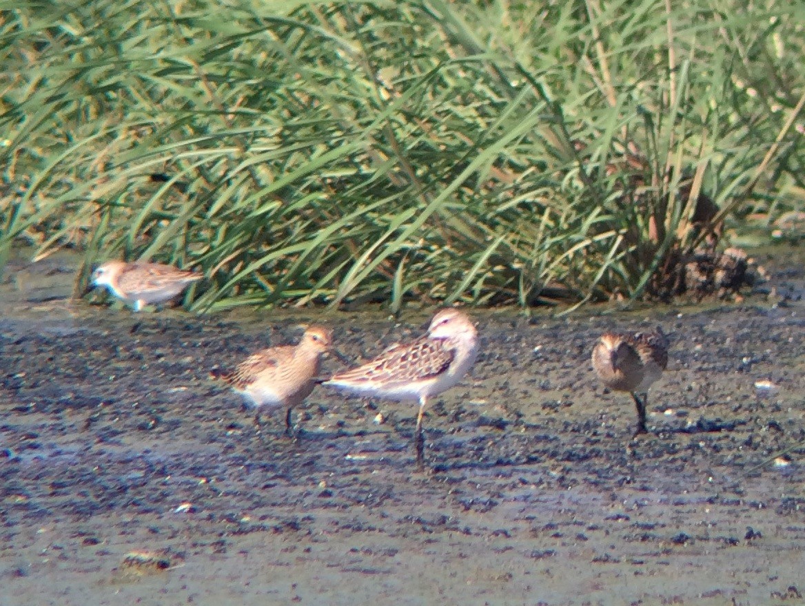 Pectoral Sandpiper - ML141550221