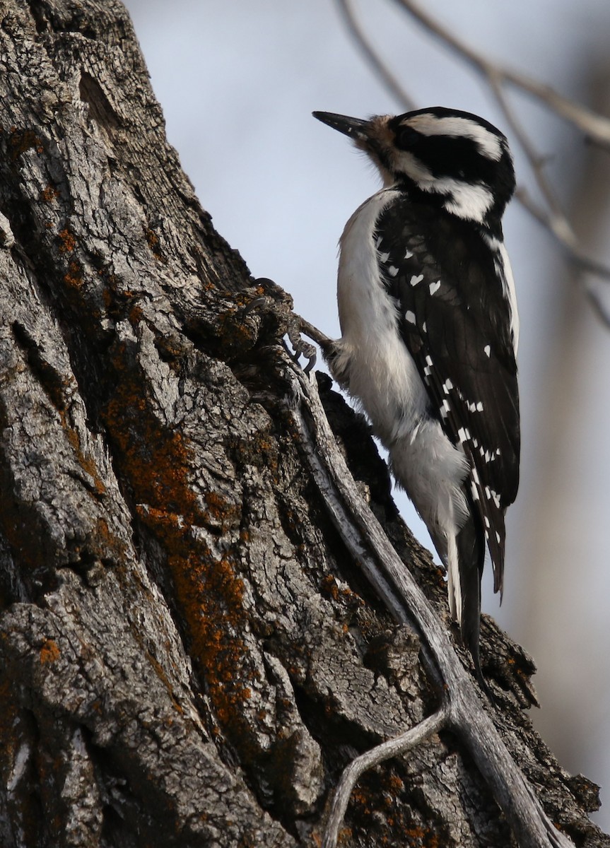 Hairy Woodpecker - Tom Forwood JR