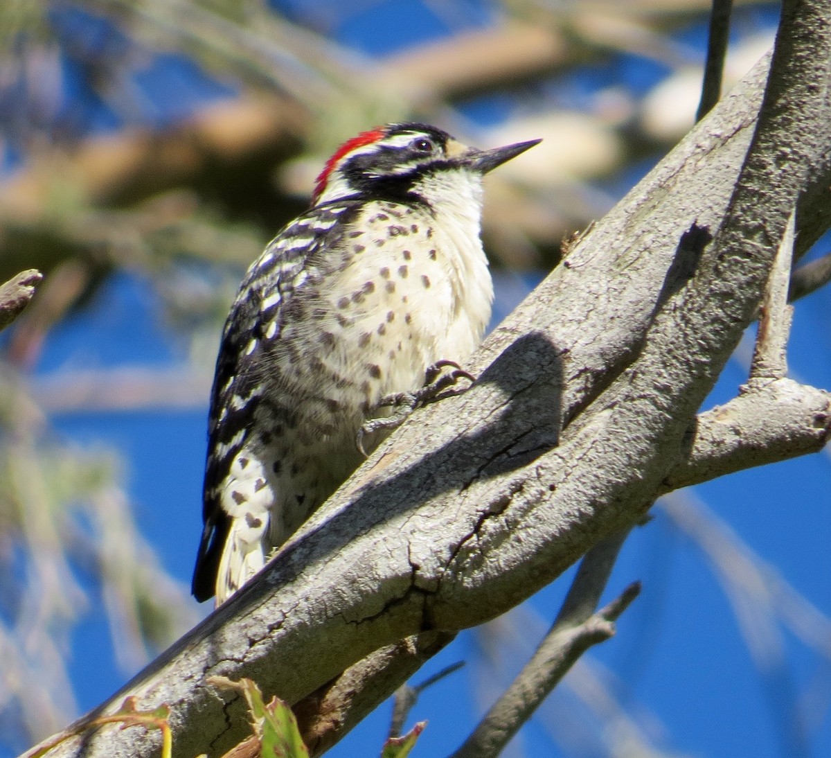 Nuttall's Woodpecker - ML141551301