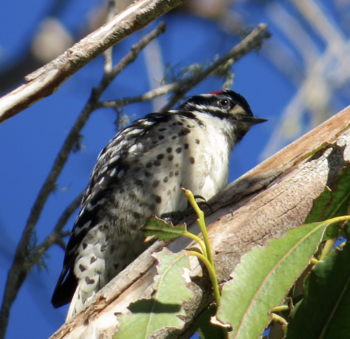 Nuttall's Woodpecker - ML141551321