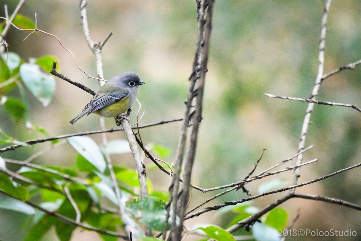 Green Shrike-Babbler - Wei Yan