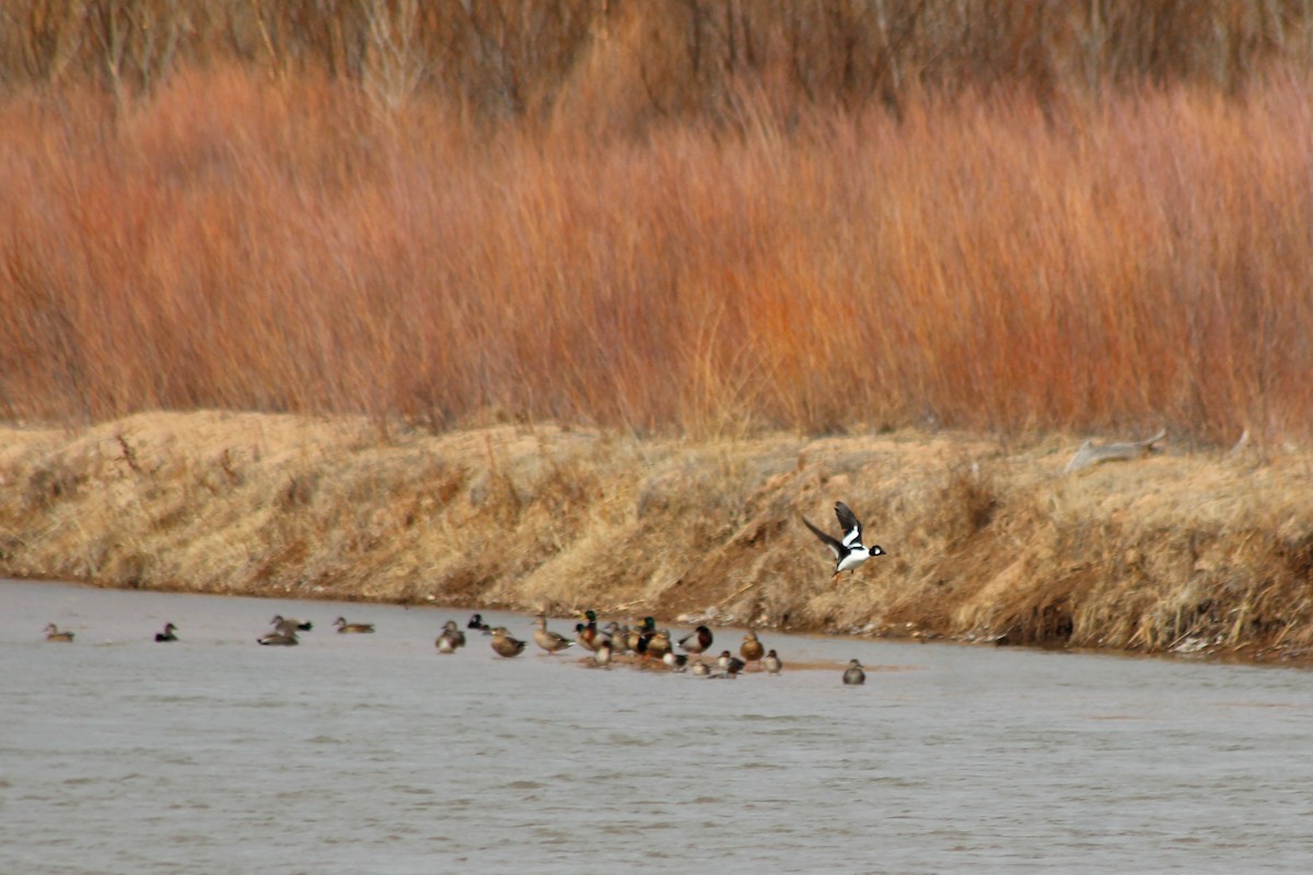 Common Goldeneye - ML141554121