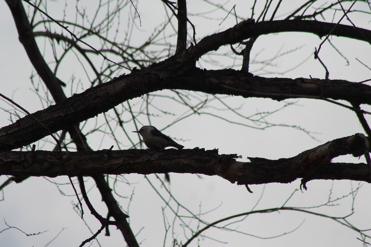 White-breasted Nuthatch - ML141554371