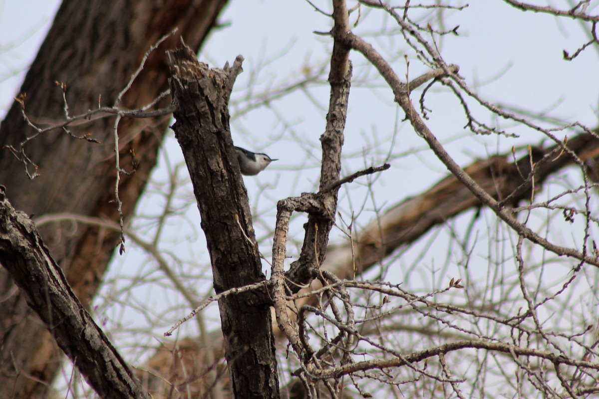 White-breasted Nuthatch - ML141554381