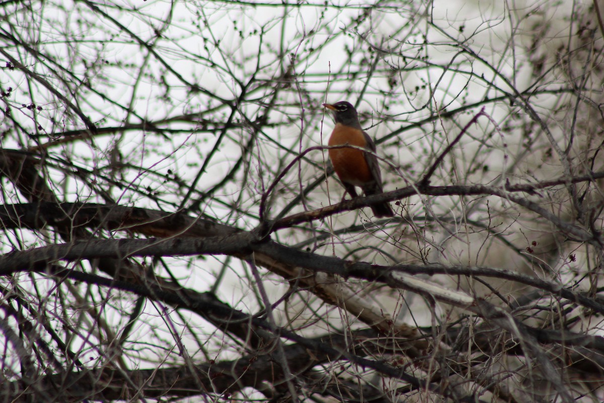 American Robin - ML141554431