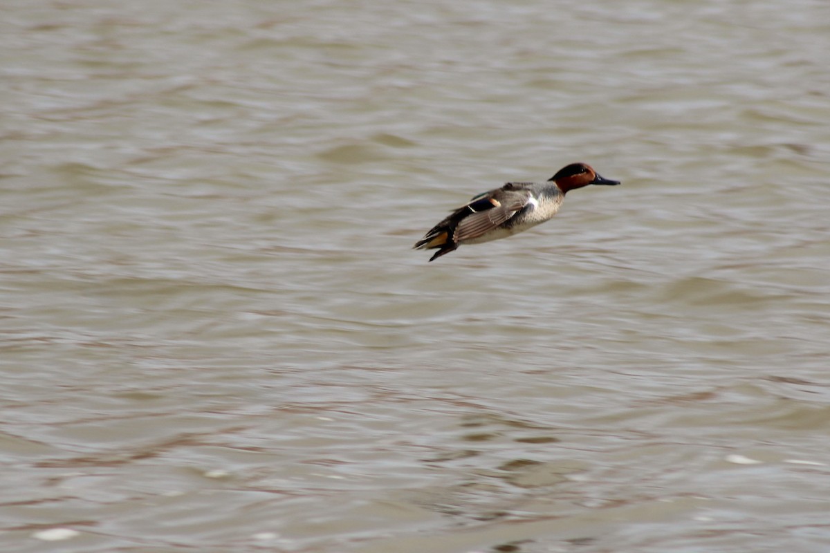 Green-winged Teal - ML141554561