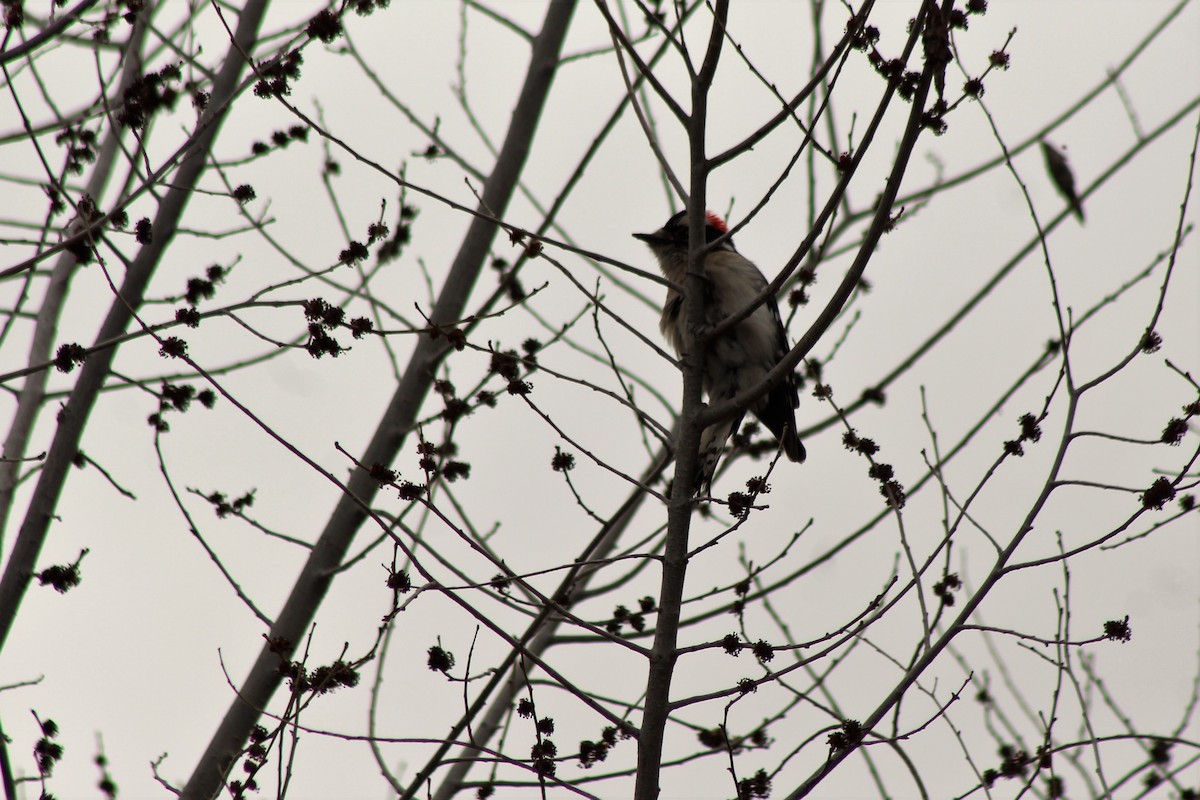 Downy Woodpecker - ML141554661