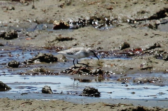 Broad-billed Sandpiper - ML141557181