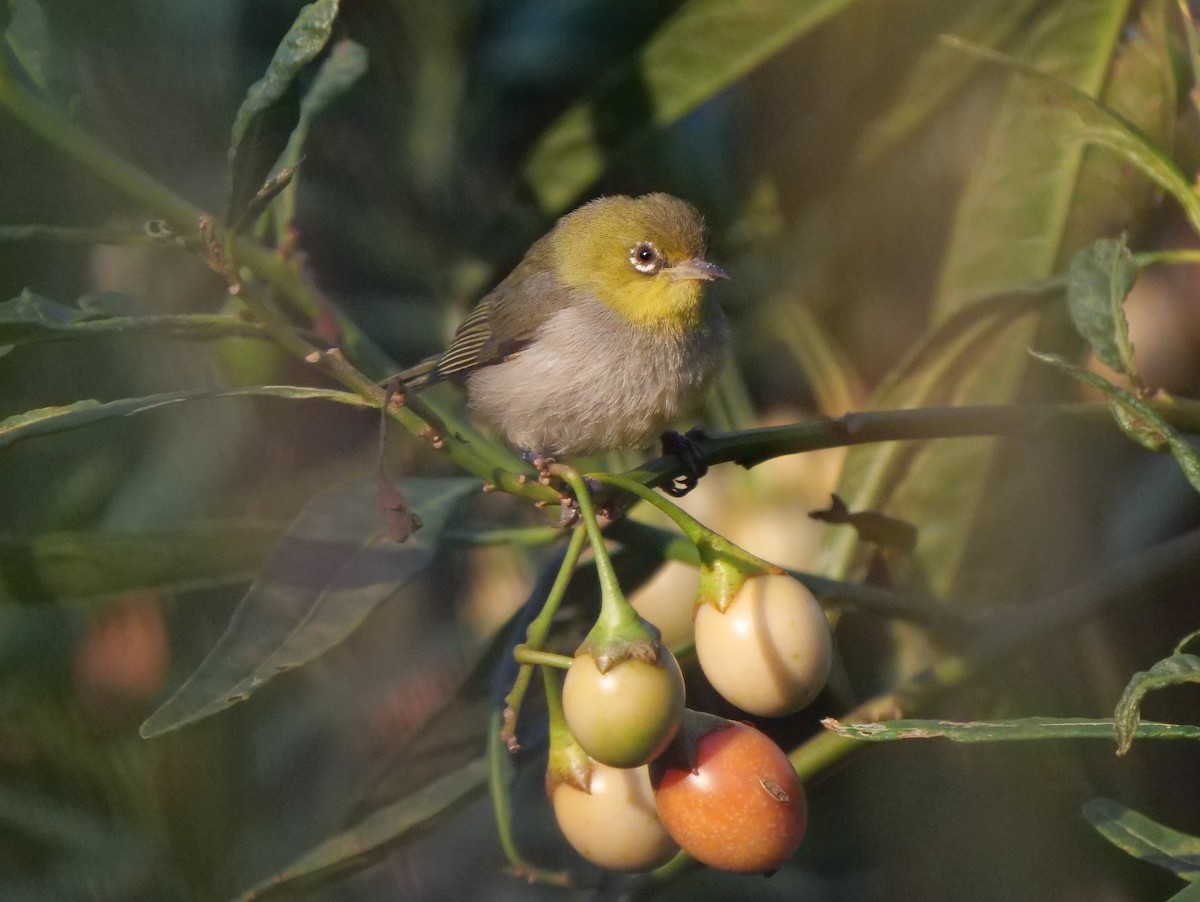 Zostérops à dos gris - ML141557191