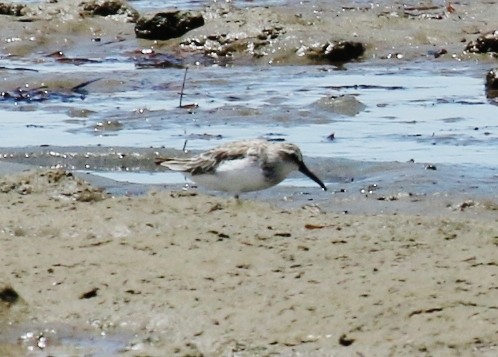 Broad-billed Sandpiper - ML141557211