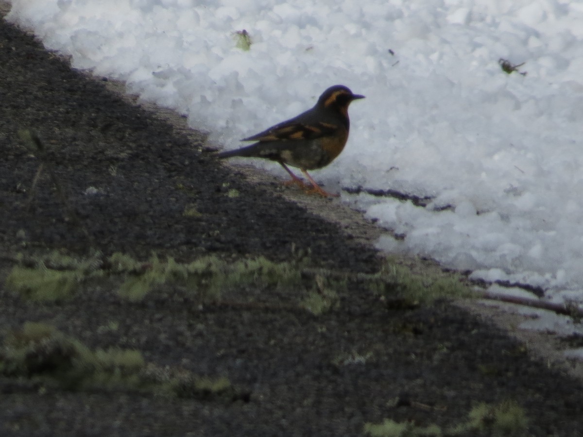 Varied Thrush - ML141558091