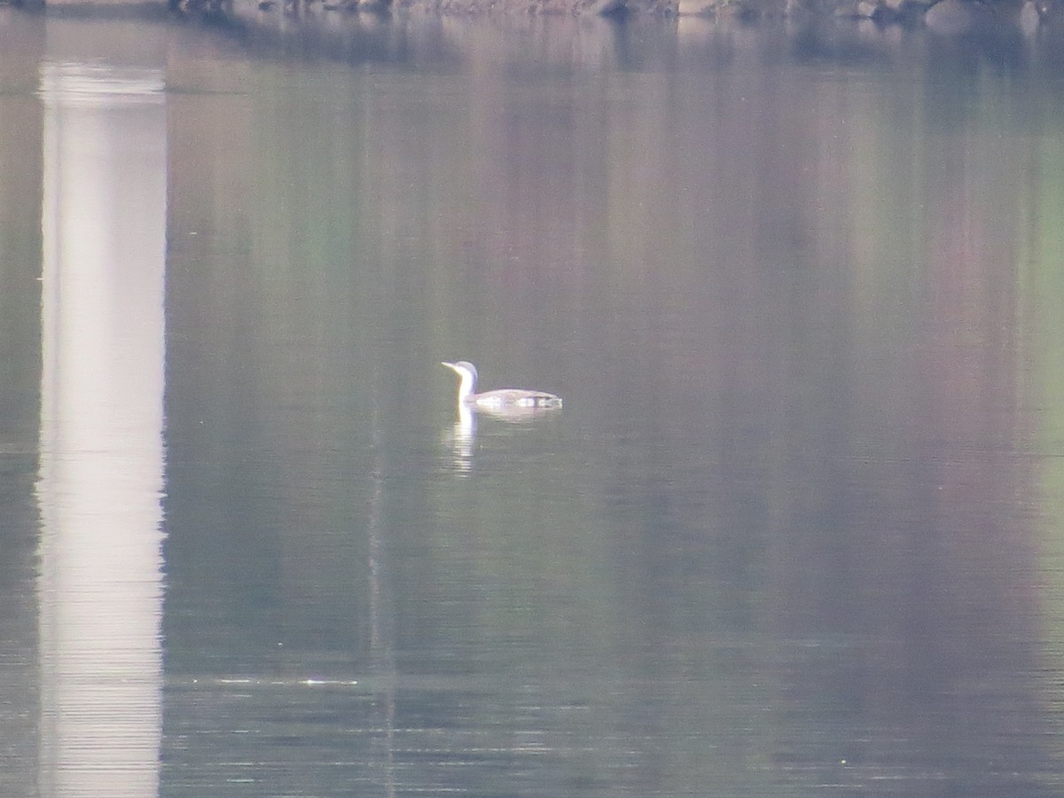 Red-throated Loon - ML141558271