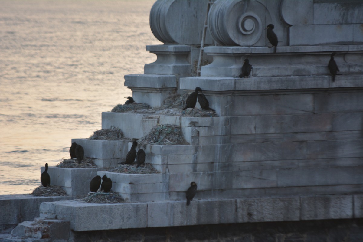 Great Cormorant/European Shag - ML141558561