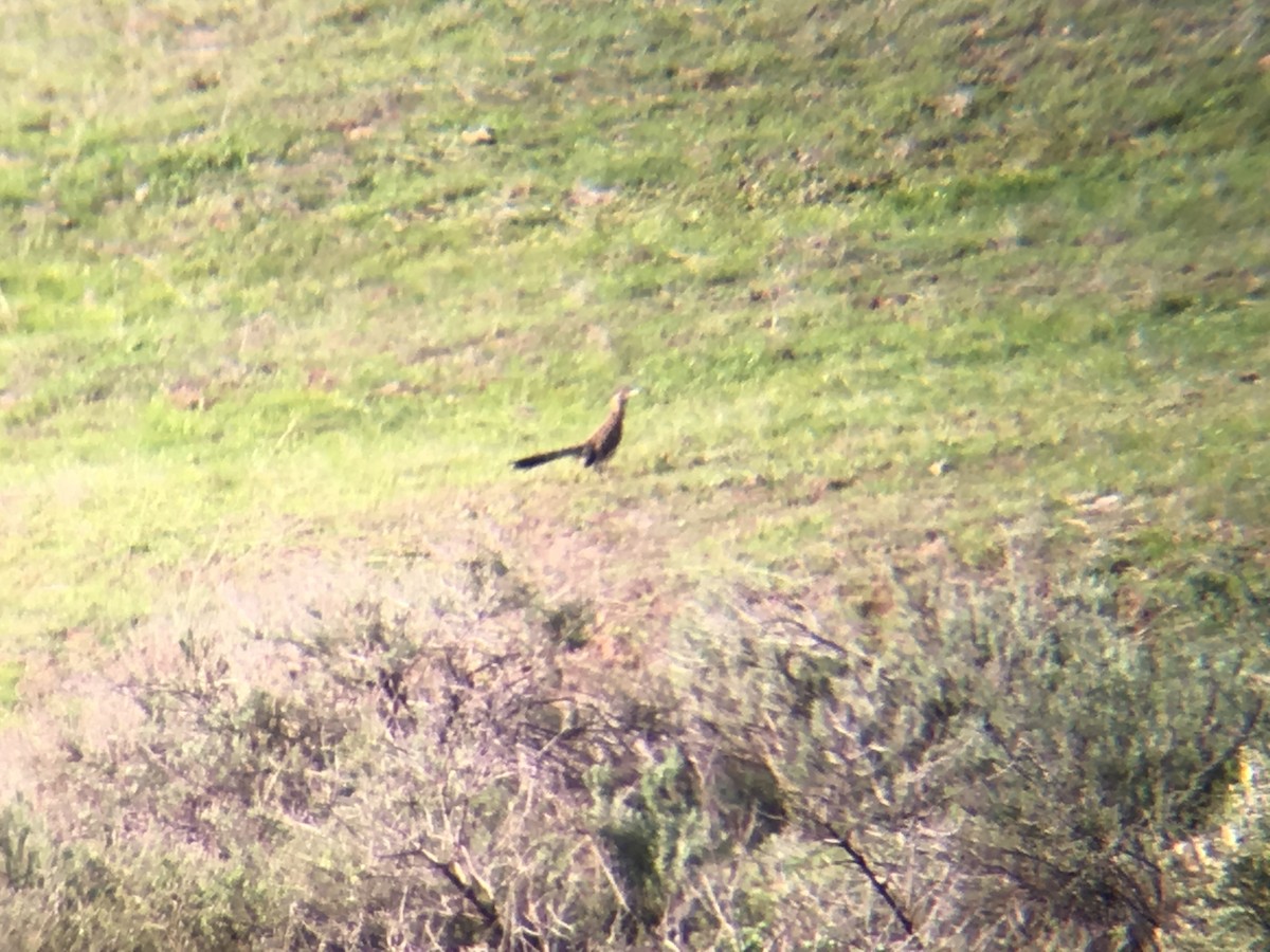 Greater Roadrunner - ML141558581