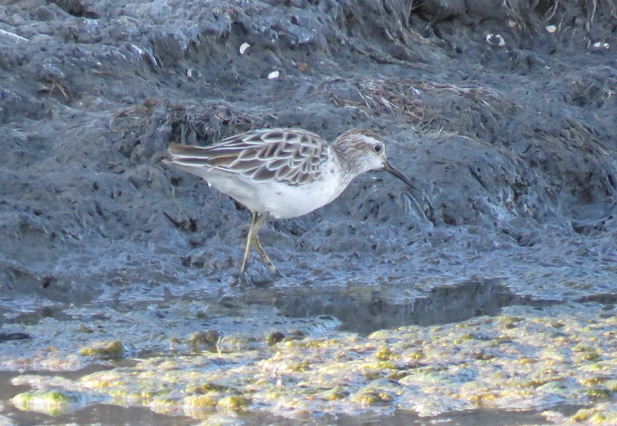 Sharp-tailed Sandpiper - Karen Rose