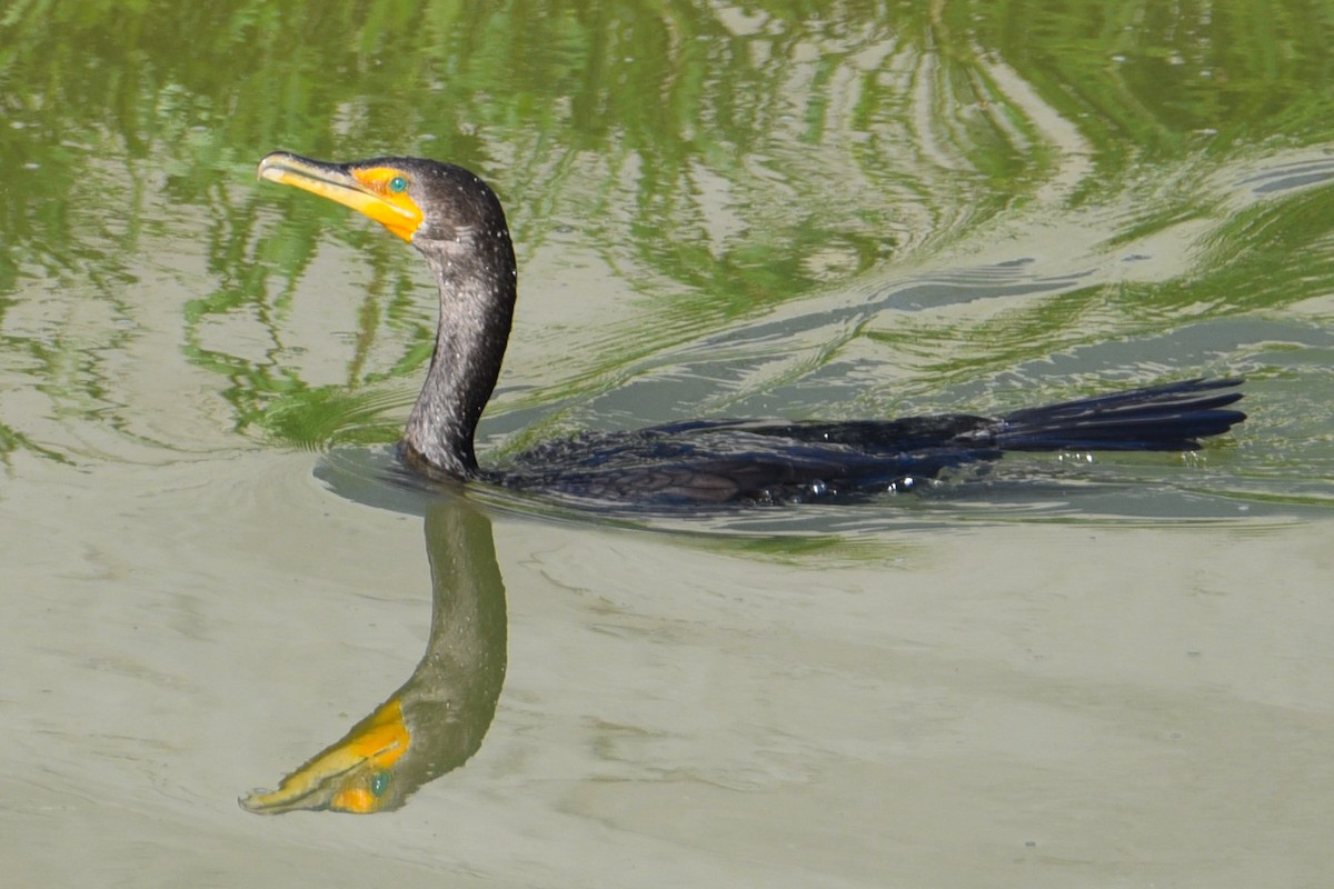 Double-crested Cormorant - Donald Fullmer