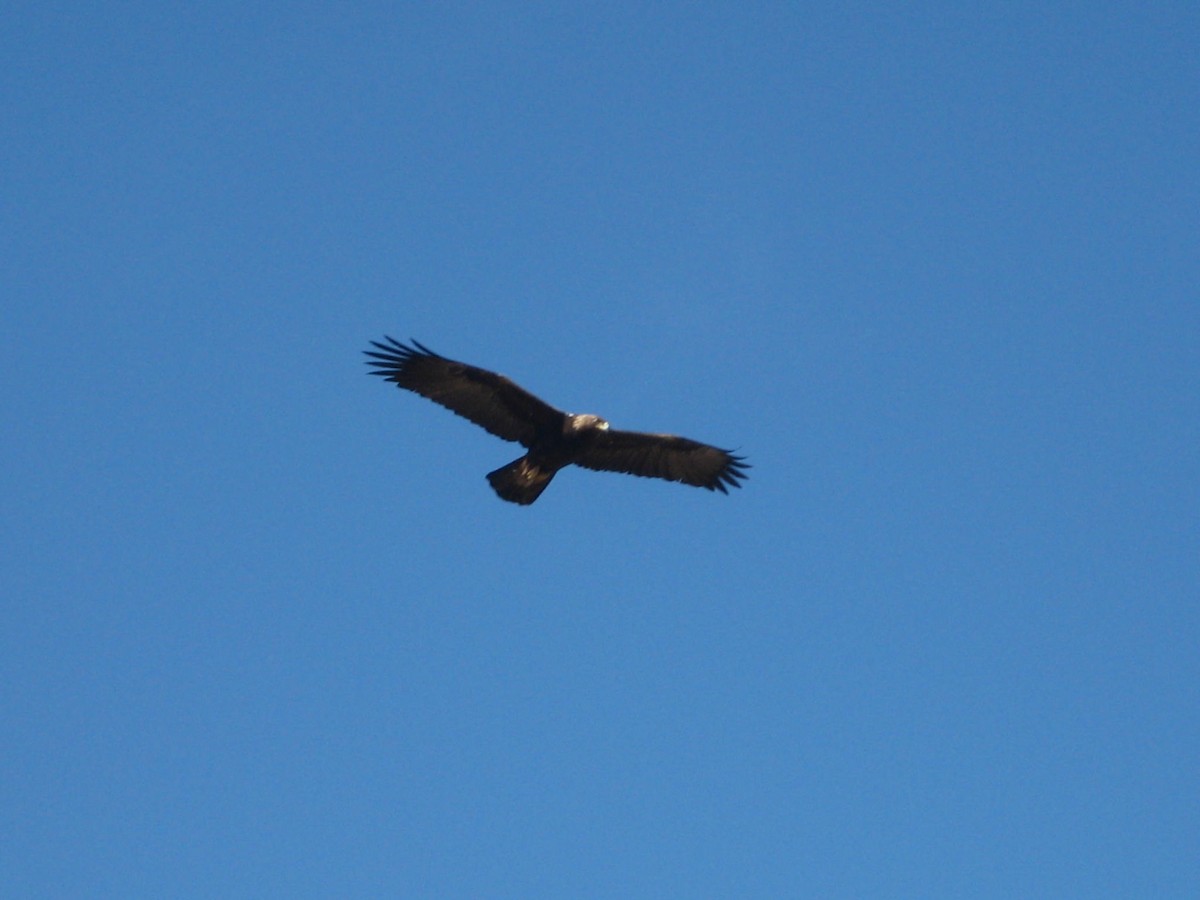 Golden Eagle - Dave Ward