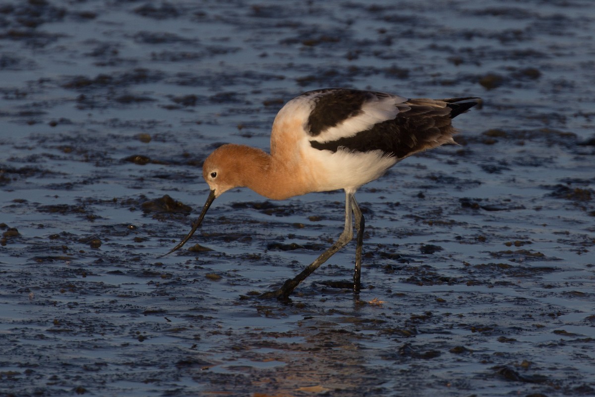 American Avocet - ML141560941