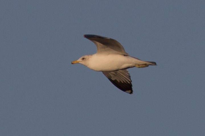 California Gull - ML141560971