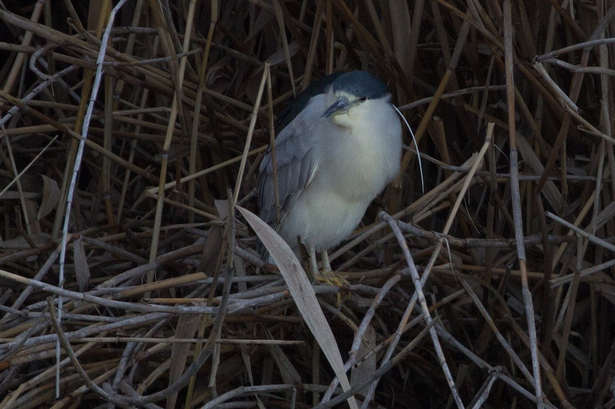 Black-crowned Night Heron - ML141561061