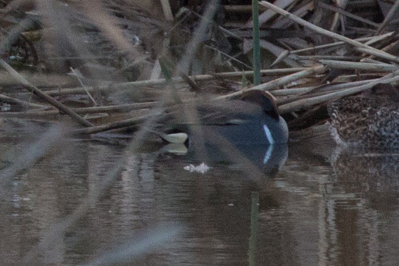 Green-winged Teal - ML141561071