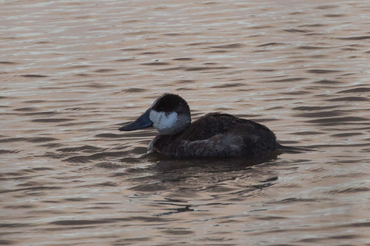 Ruddy Duck - ML141561181