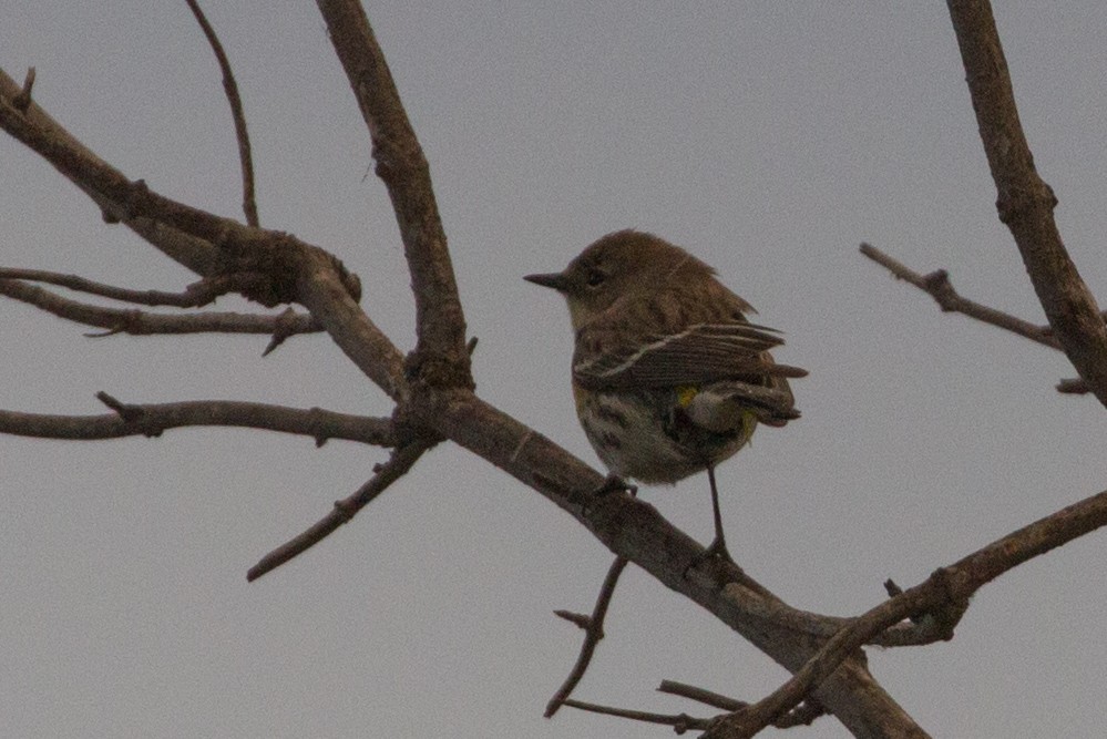 Yellow-rumped Warbler - ML141561211