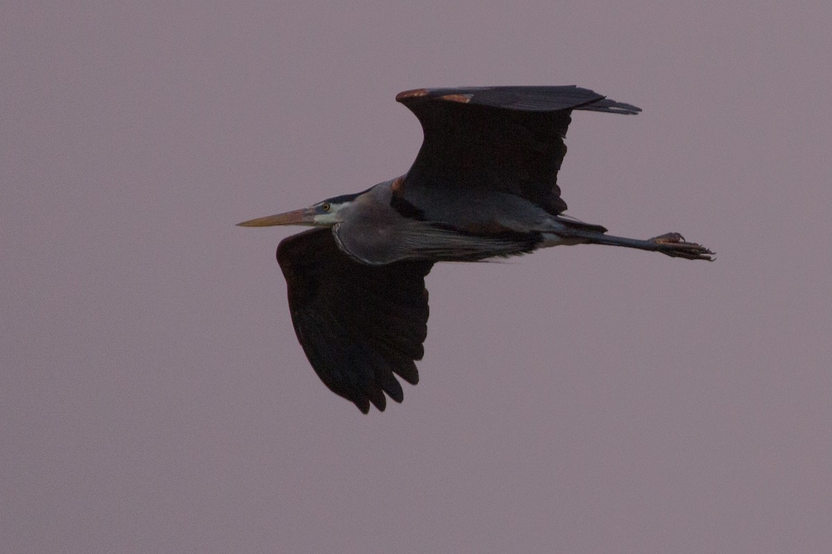 Great Blue Heron - ML141561231