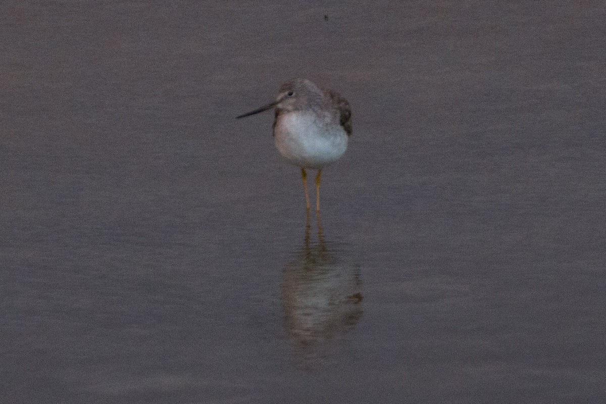 Greater Yellowlegs - ML141561261