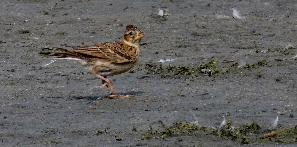 Eurasian Skylark - ML141562091