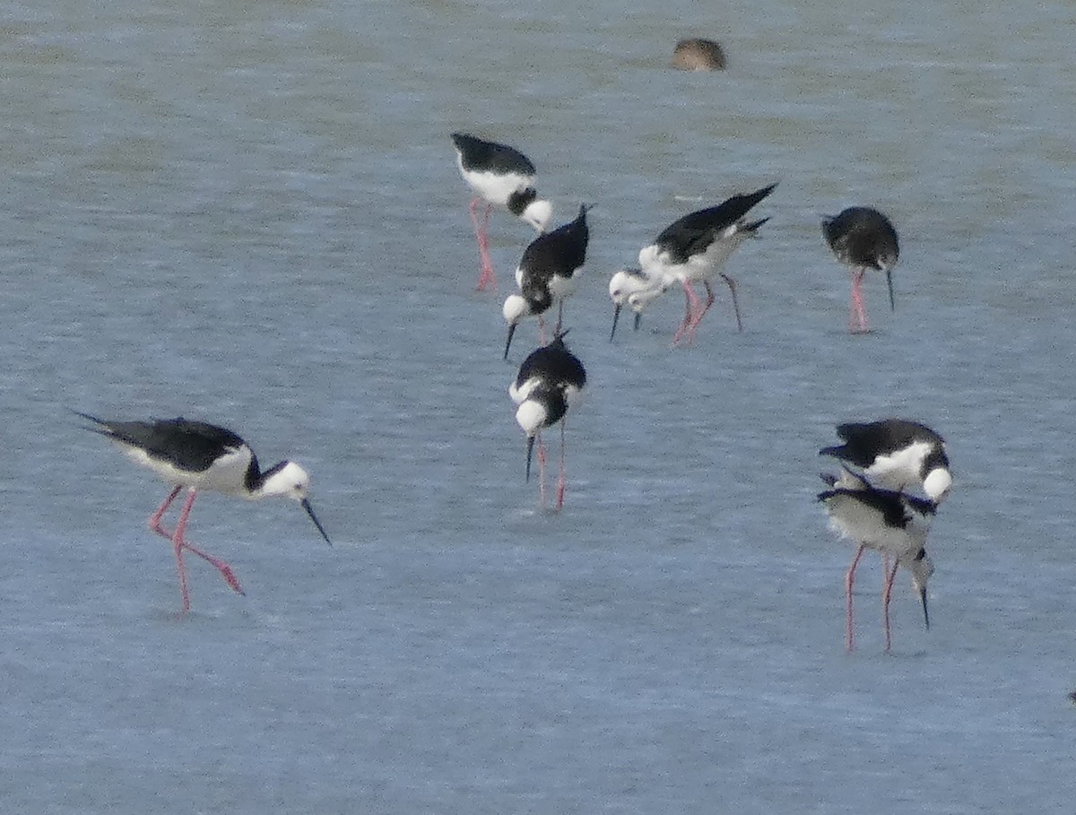 Pied x Black Stilt (hybrid) - ML141562181