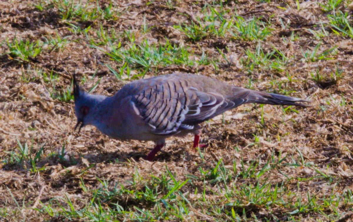 Crested Pigeon - ML141562441