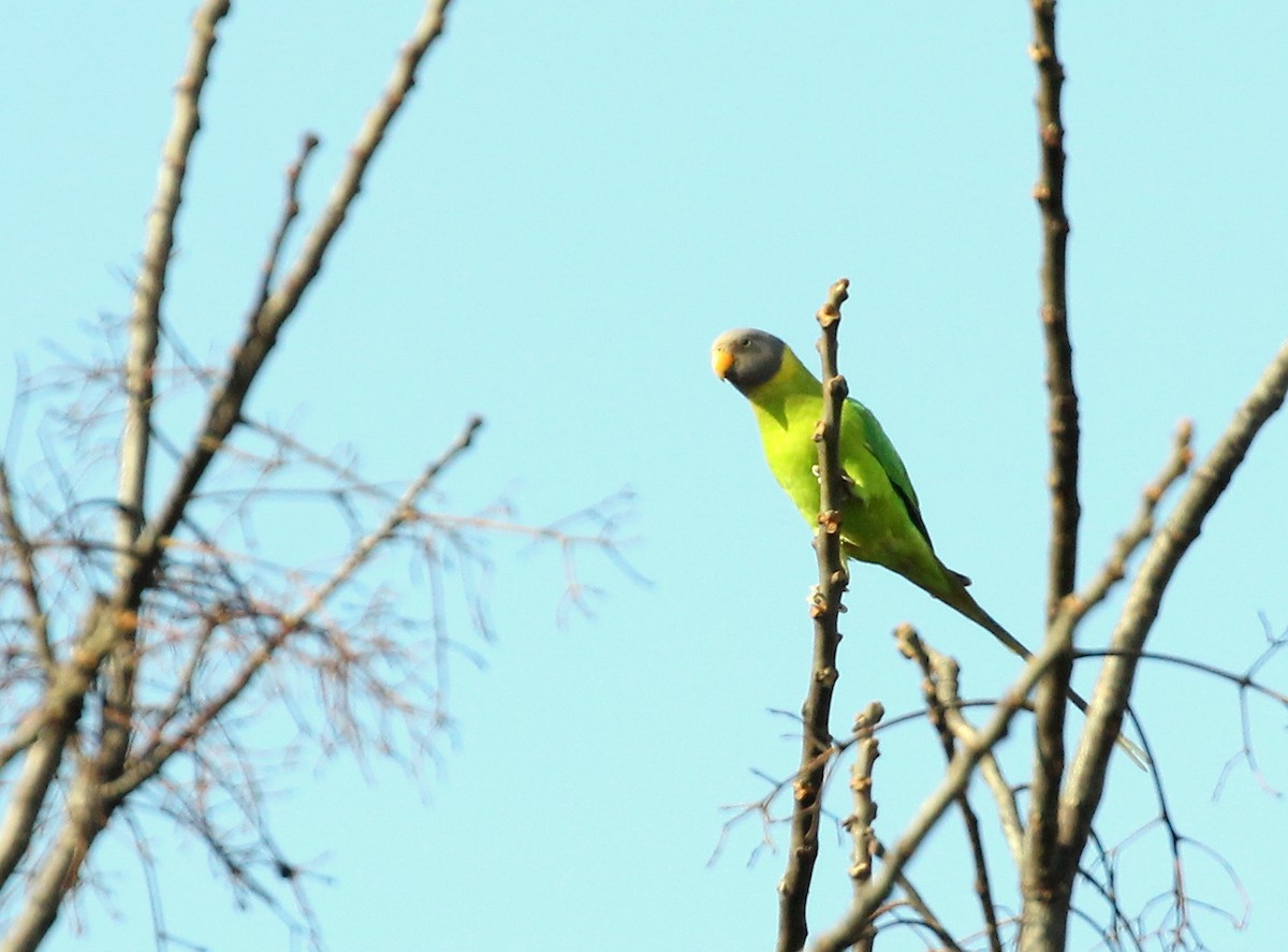 Plum-headed Parakeet - ML141562451