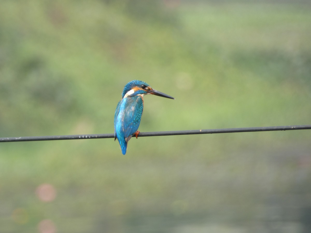 Common Kingfisher - ML141562851