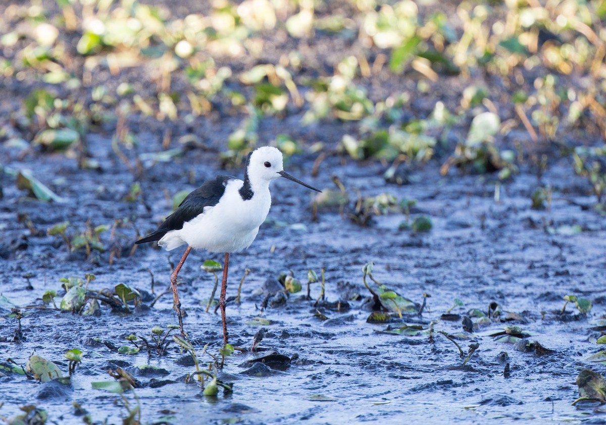 Pied Stilt - ML141564871