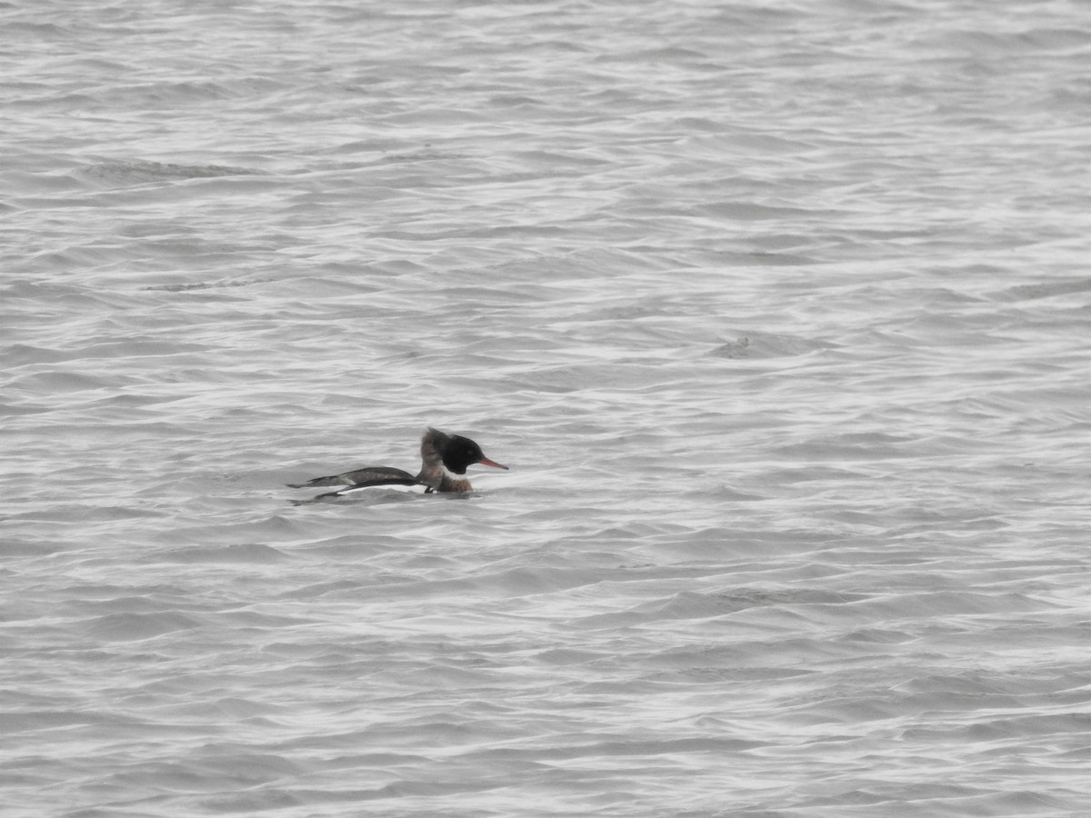 Red-breasted Merganser - ML141566291