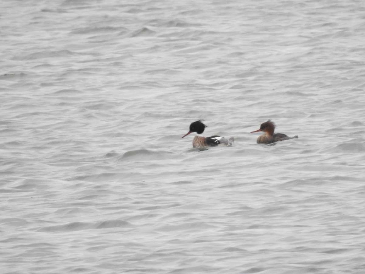 Red-breasted Merganser - ML141566431