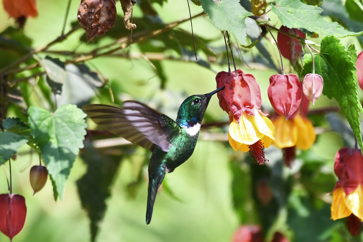 White-throated Daggerbill - Liz Harper