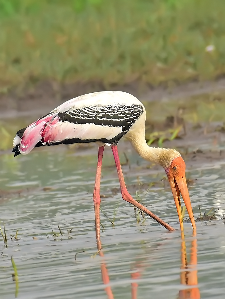 Painted Stork - Mohan C P