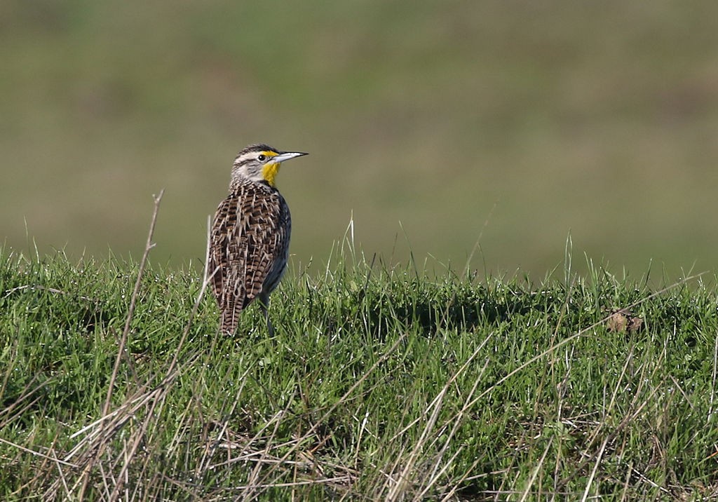 Western Meadowlark - ML141571061