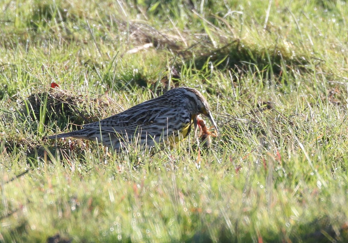 Western Meadowlark - ML141571091