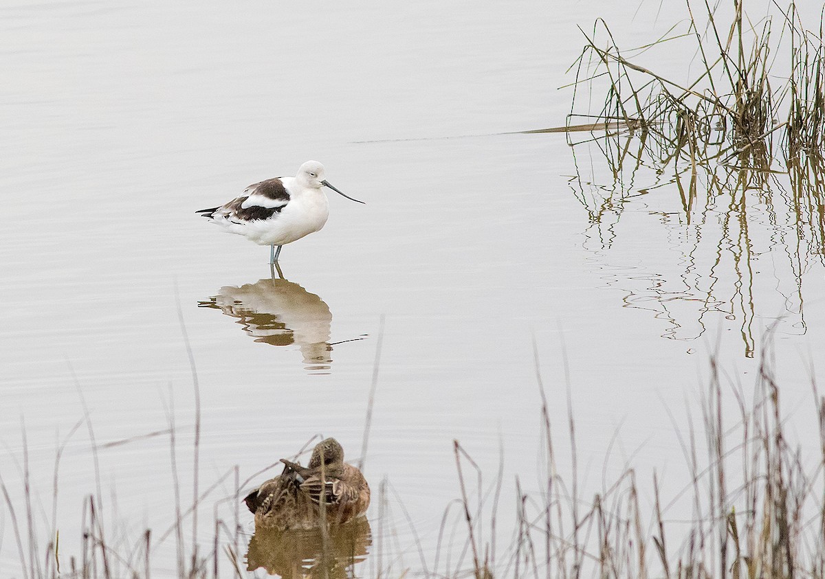 Avocette d'Amérique - ML141571831