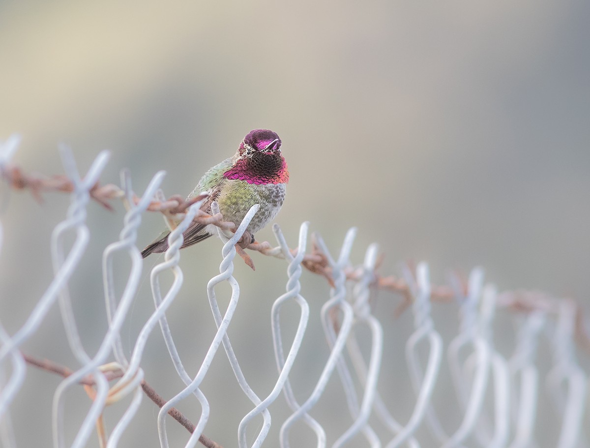 Anna's Hummingbird - ML141571881